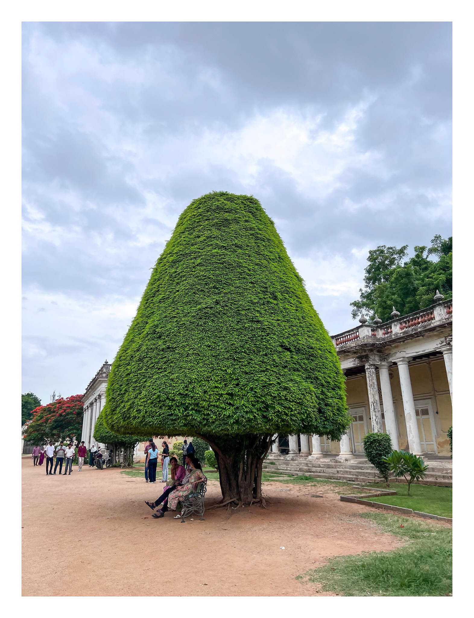 a hedge tree which has been trimmed in the shape of a cone