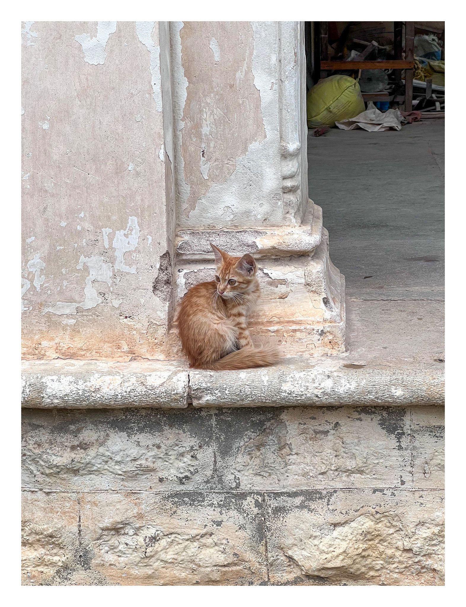 A photo of small orange kitten sitting