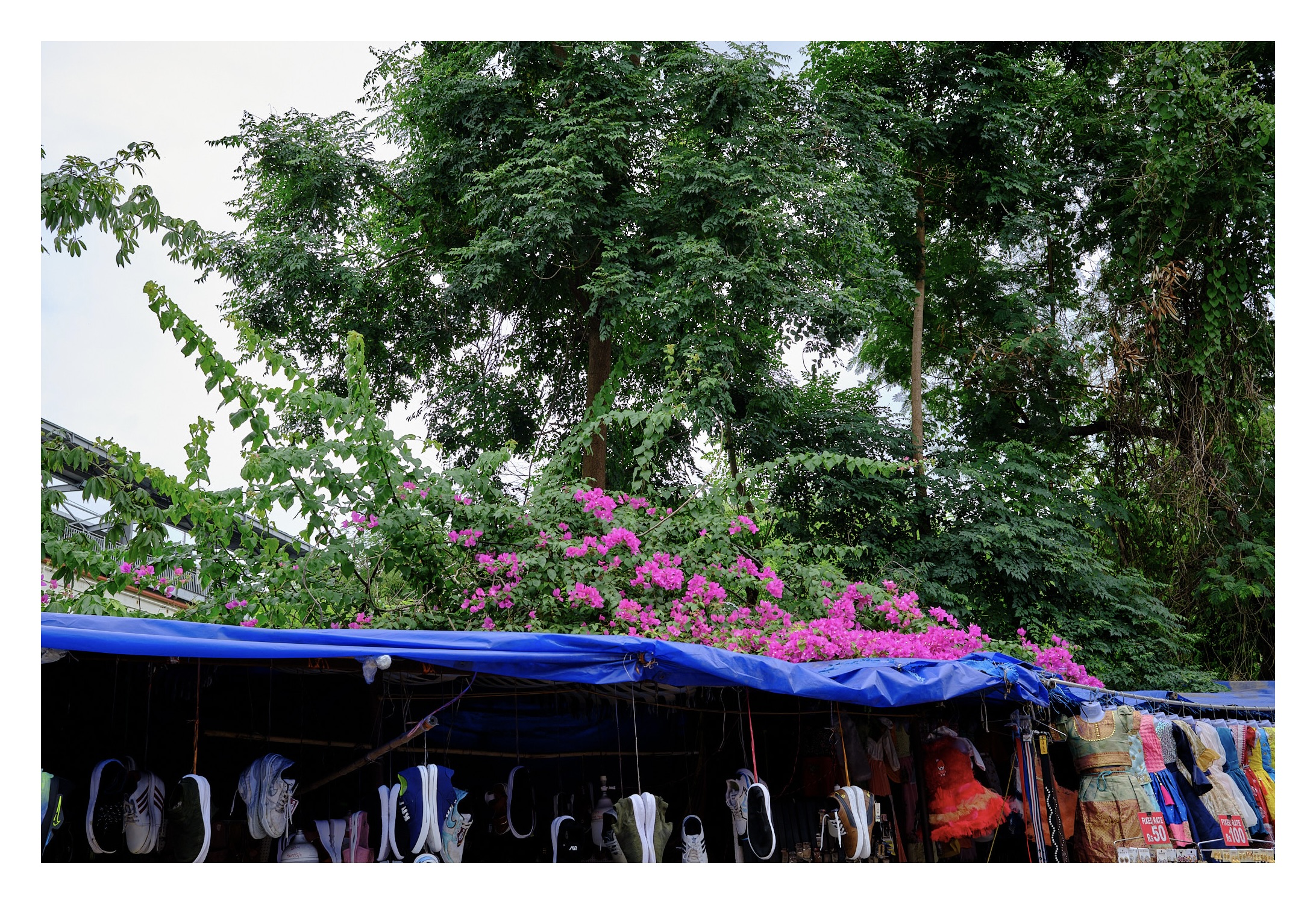 A Bougainvillea plant and it's flower on top of a shack