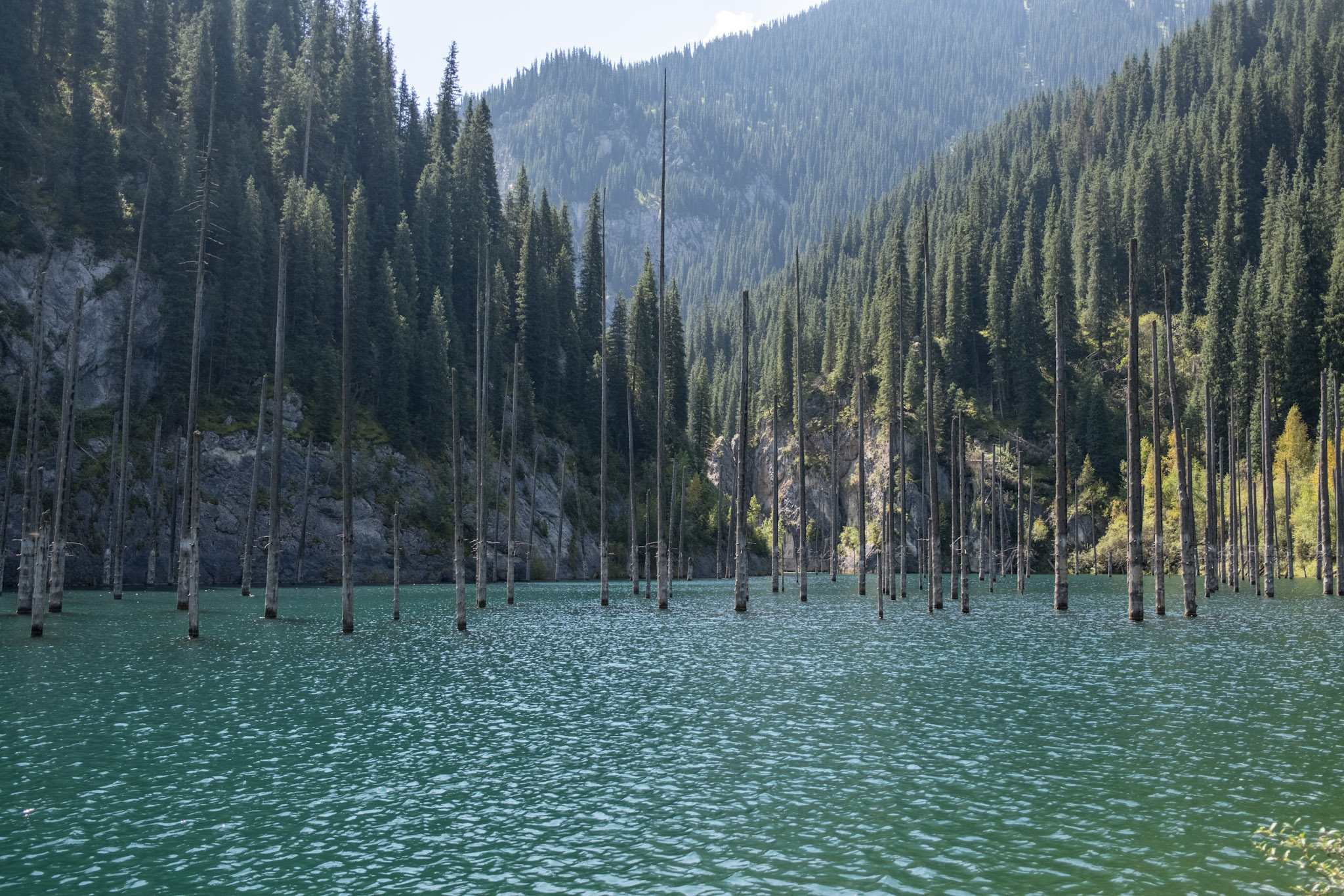 lake with tree stumps in the middle