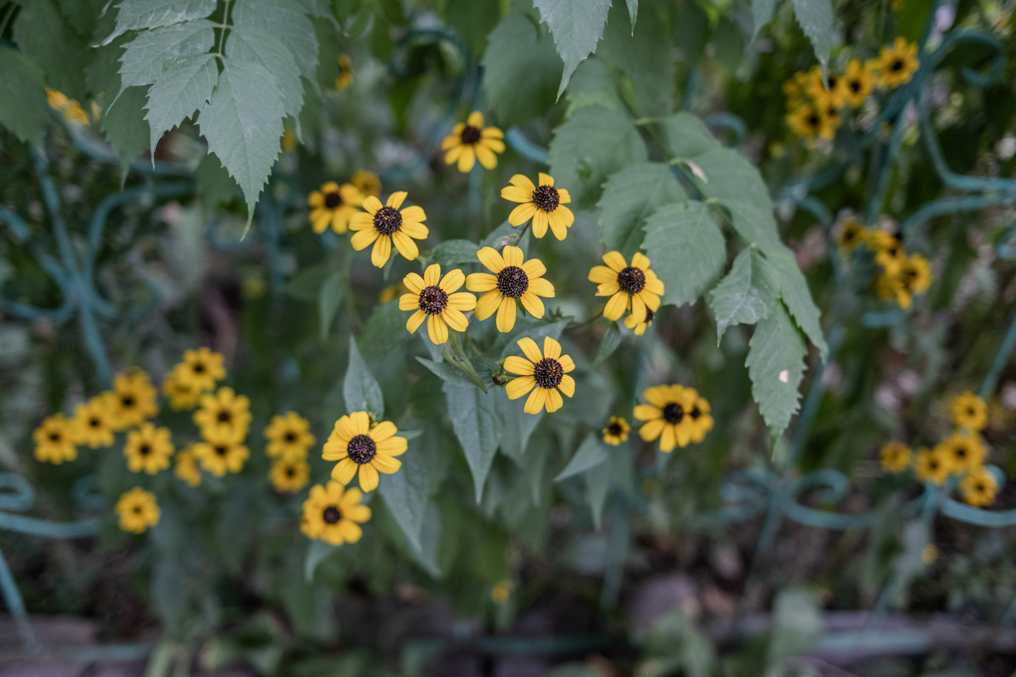 yellow flowers