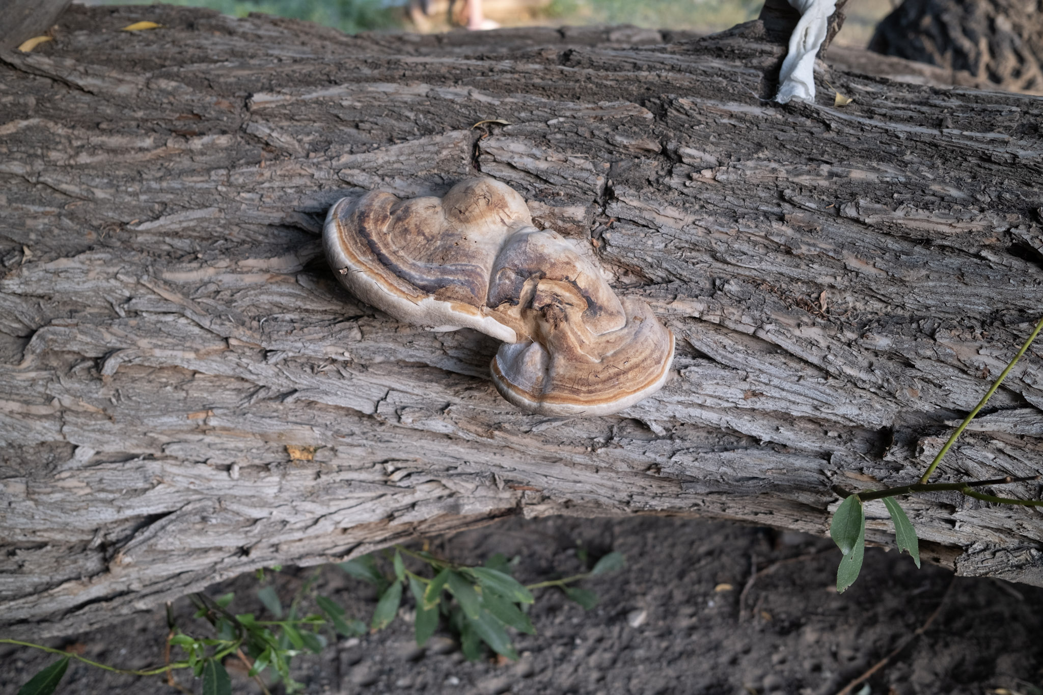 Mushroom growing on the branch of 700 year old tree